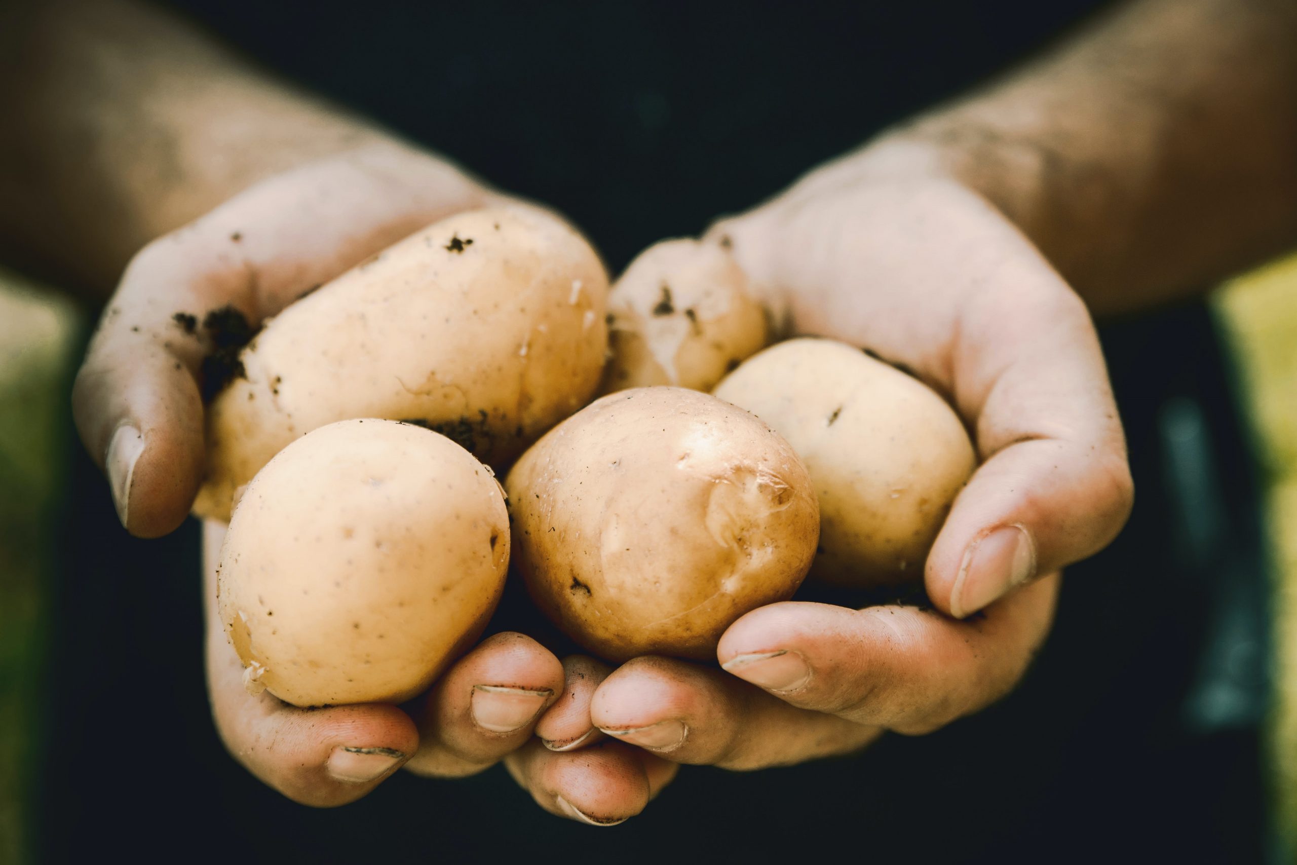 Can Potatoes Be A Part Of A Six Pack Abs Diet?